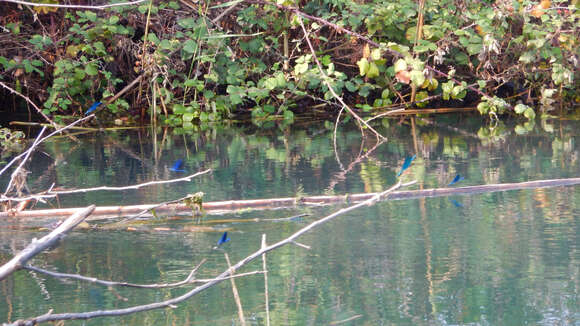 Image of Banded Agrion