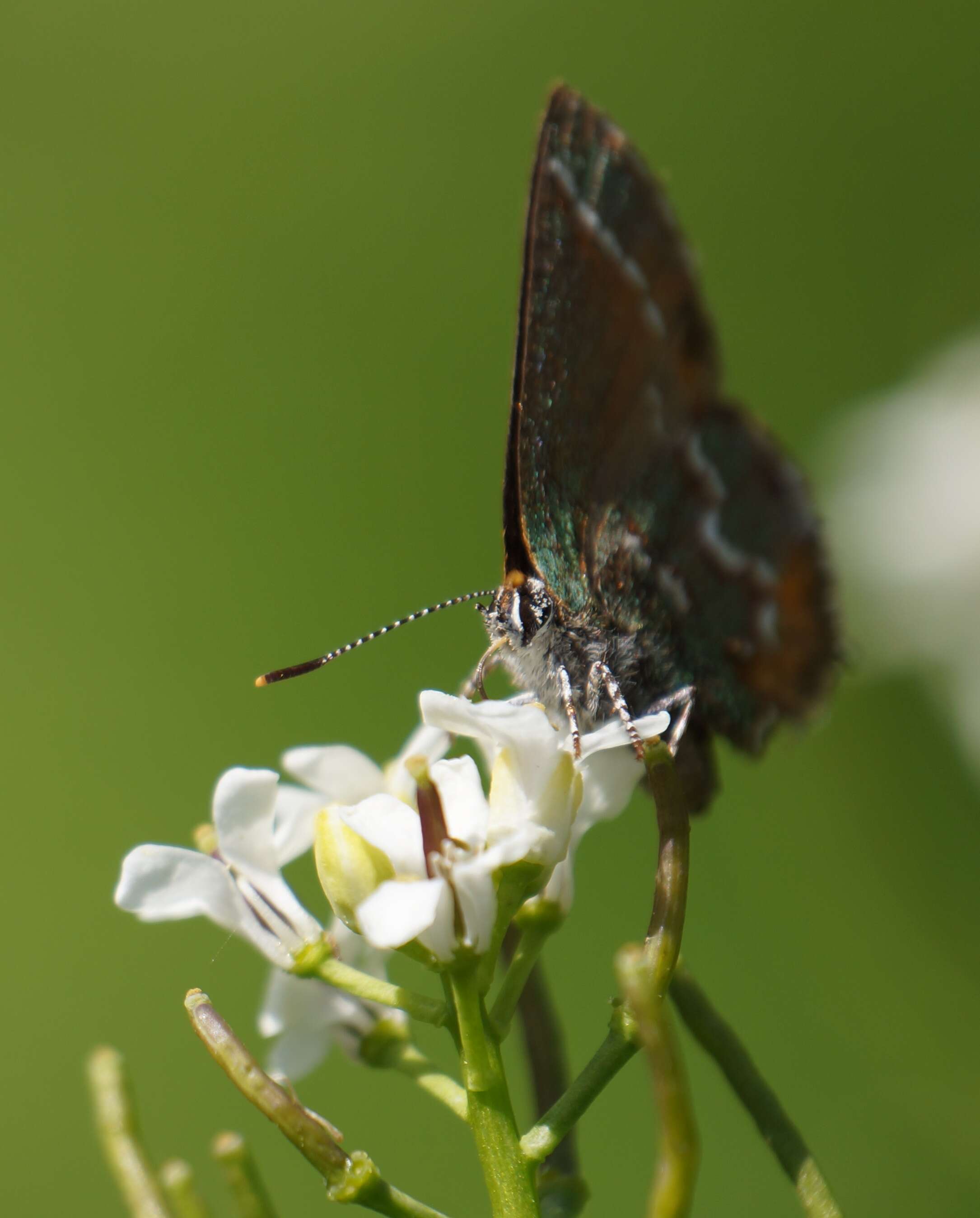 Plancia ëd Callophrys gryneus