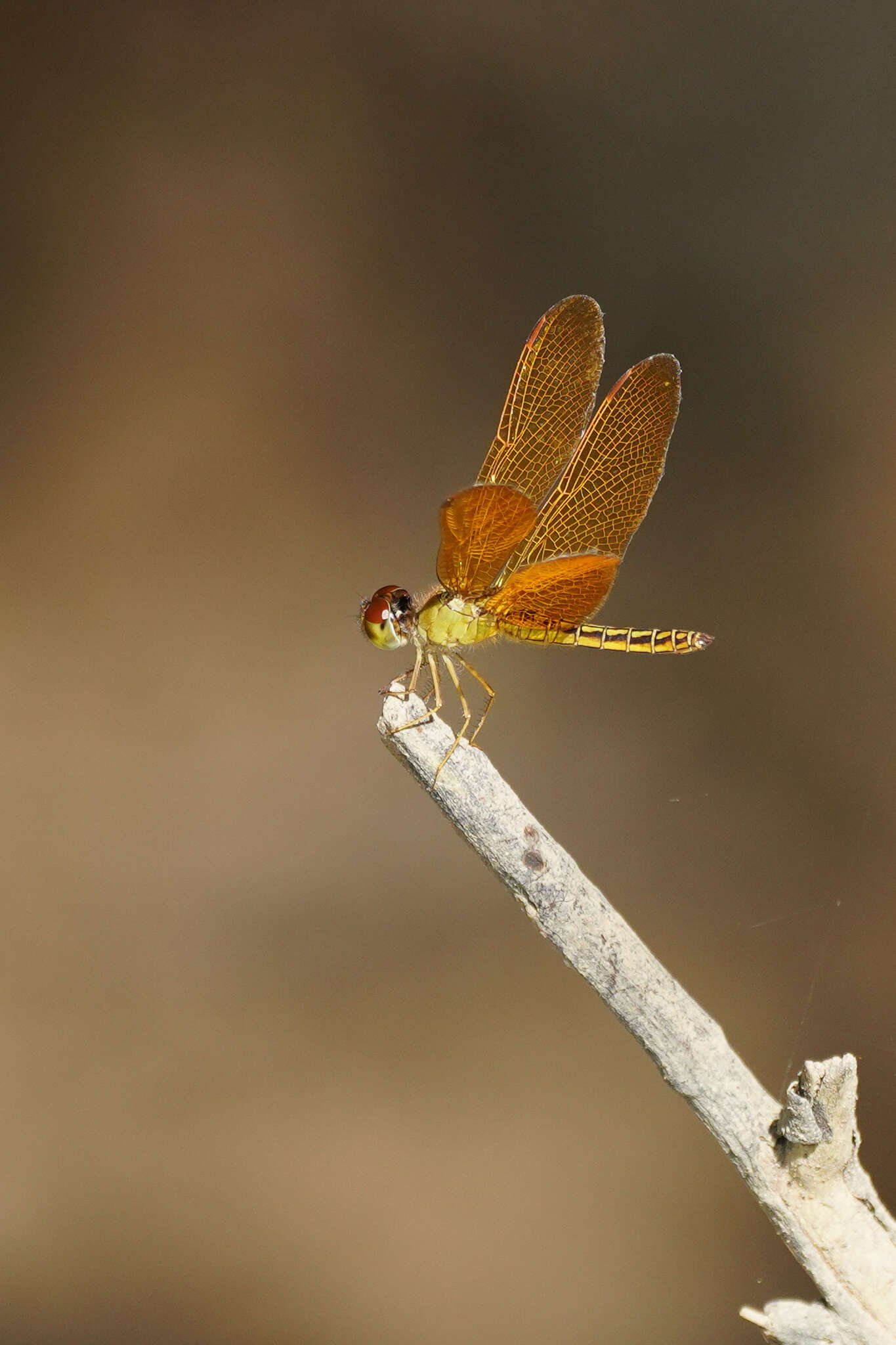 Imagem de Perithemis electra Ris 1930