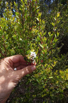 Sivun Leptospermum riparium D. L Morris kuva