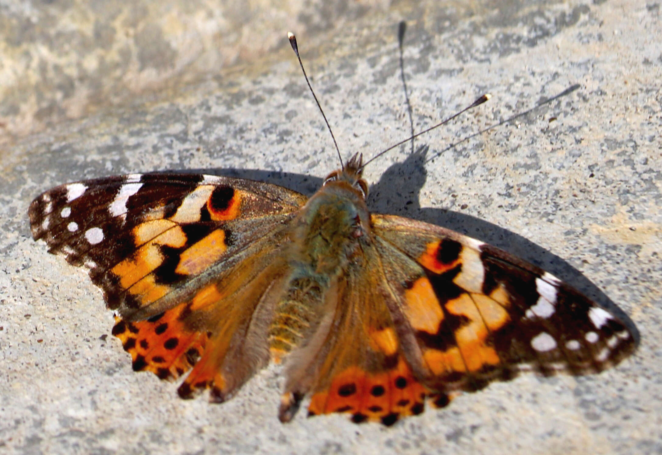 Plancia ëd Vanessa cardui