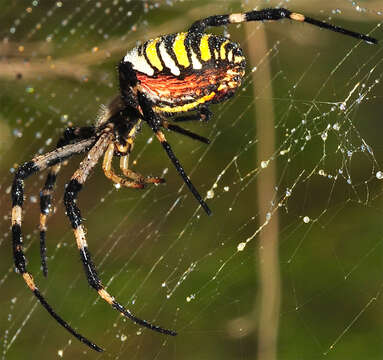 Image of Barbary Spider