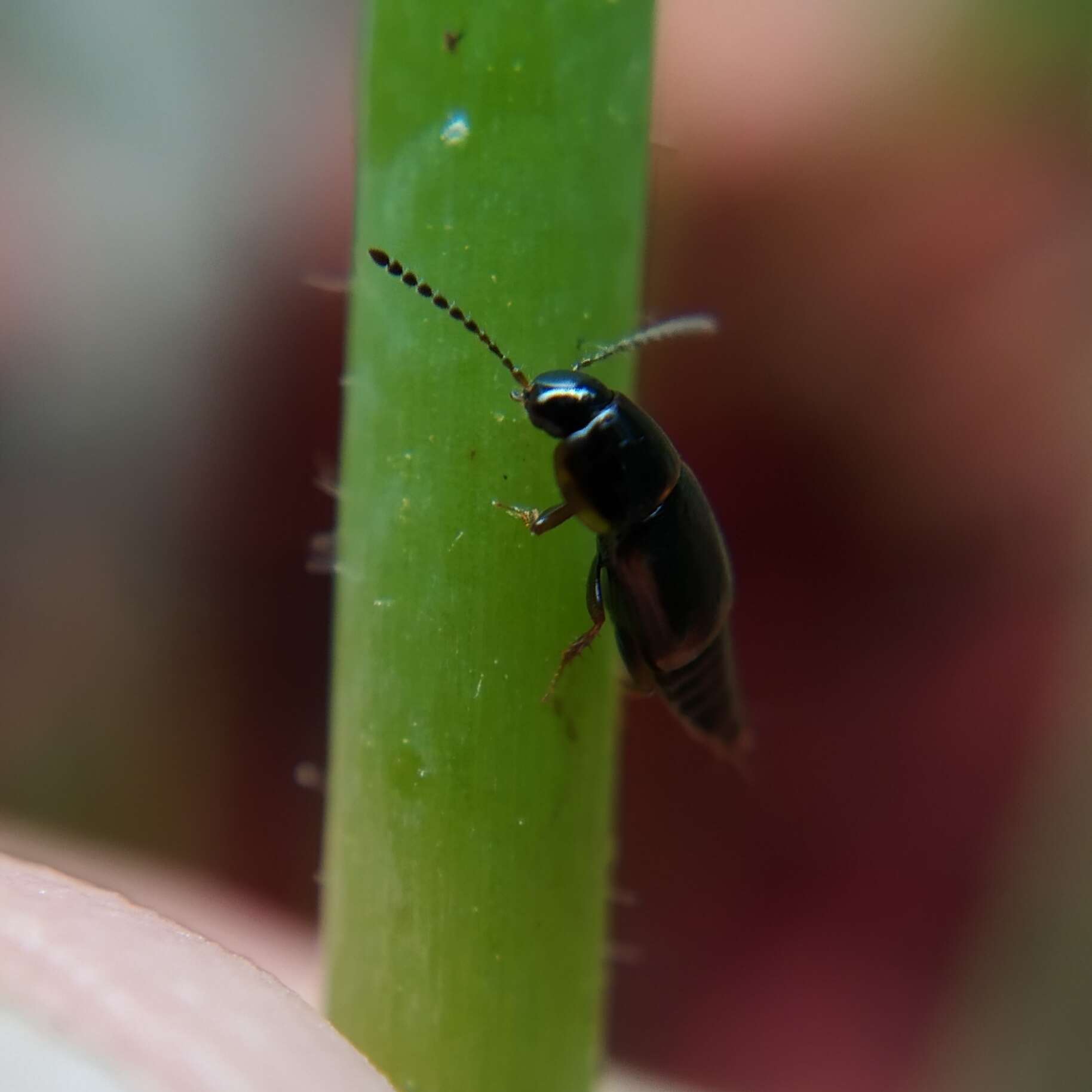 Tachinus (Tachinus) flavolimbatus Pandellé 1869 resmi