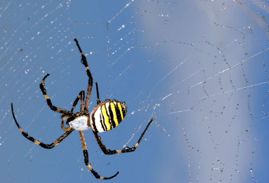 Image of Barbary Spider