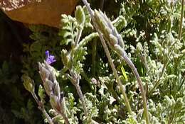 Image of Lavandula mairei Humbert