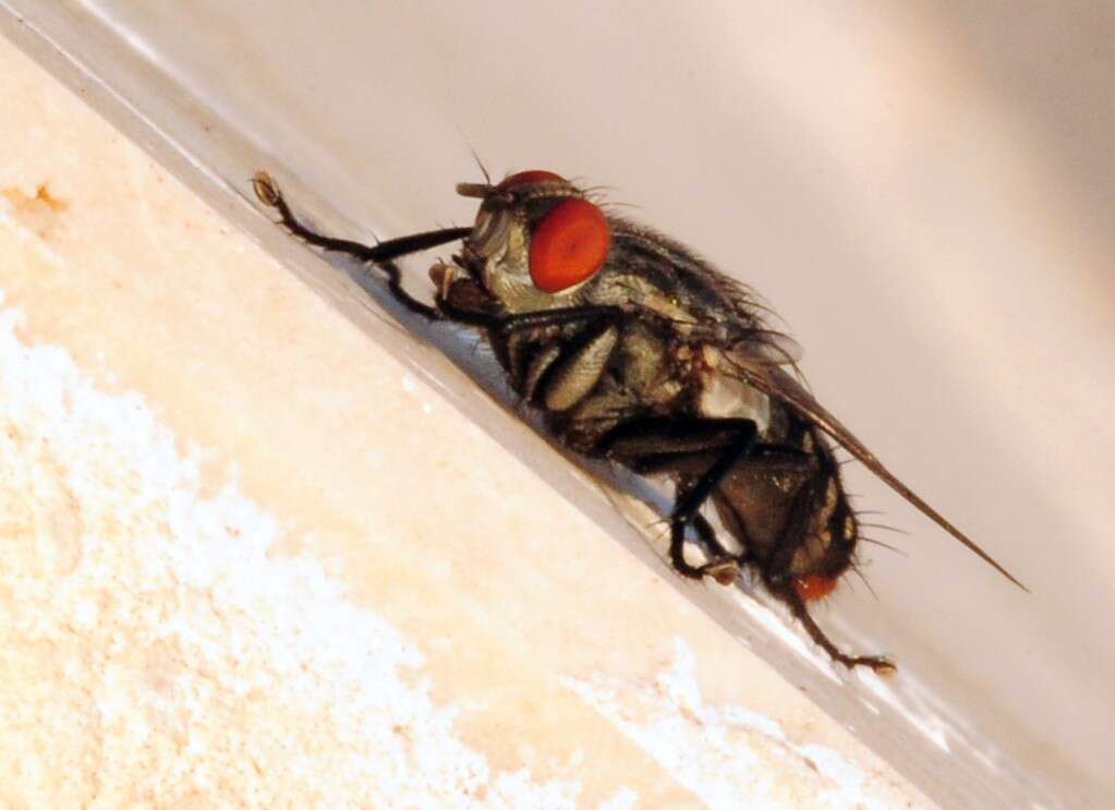 Image of flesh flies