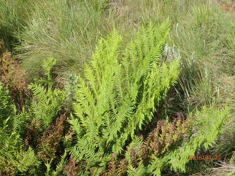 Image of Grassland tree fern