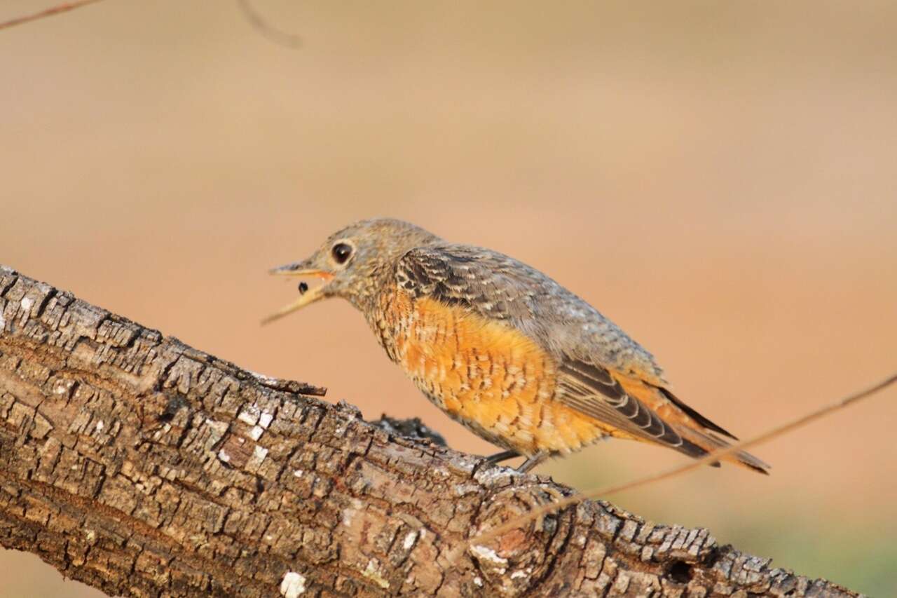 Plancia ëd Monticola saxatilis (Linnaeus 1766)