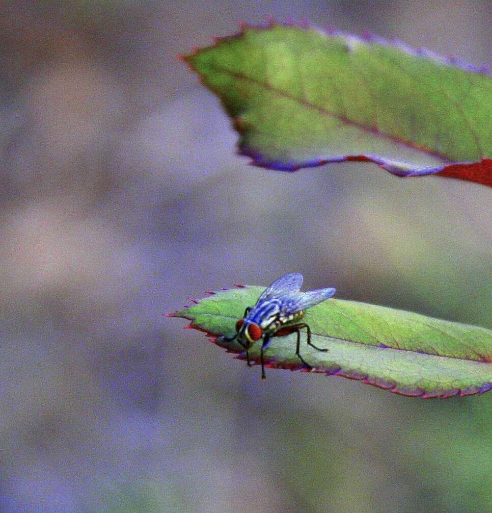 Image of flesh flies