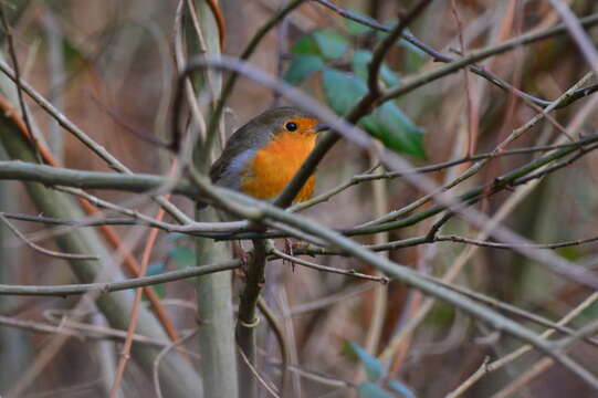 Image of Erithacus rubecula rubecula (Linnaeus 1758)