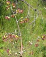 Image of Fendler's meadow-rue