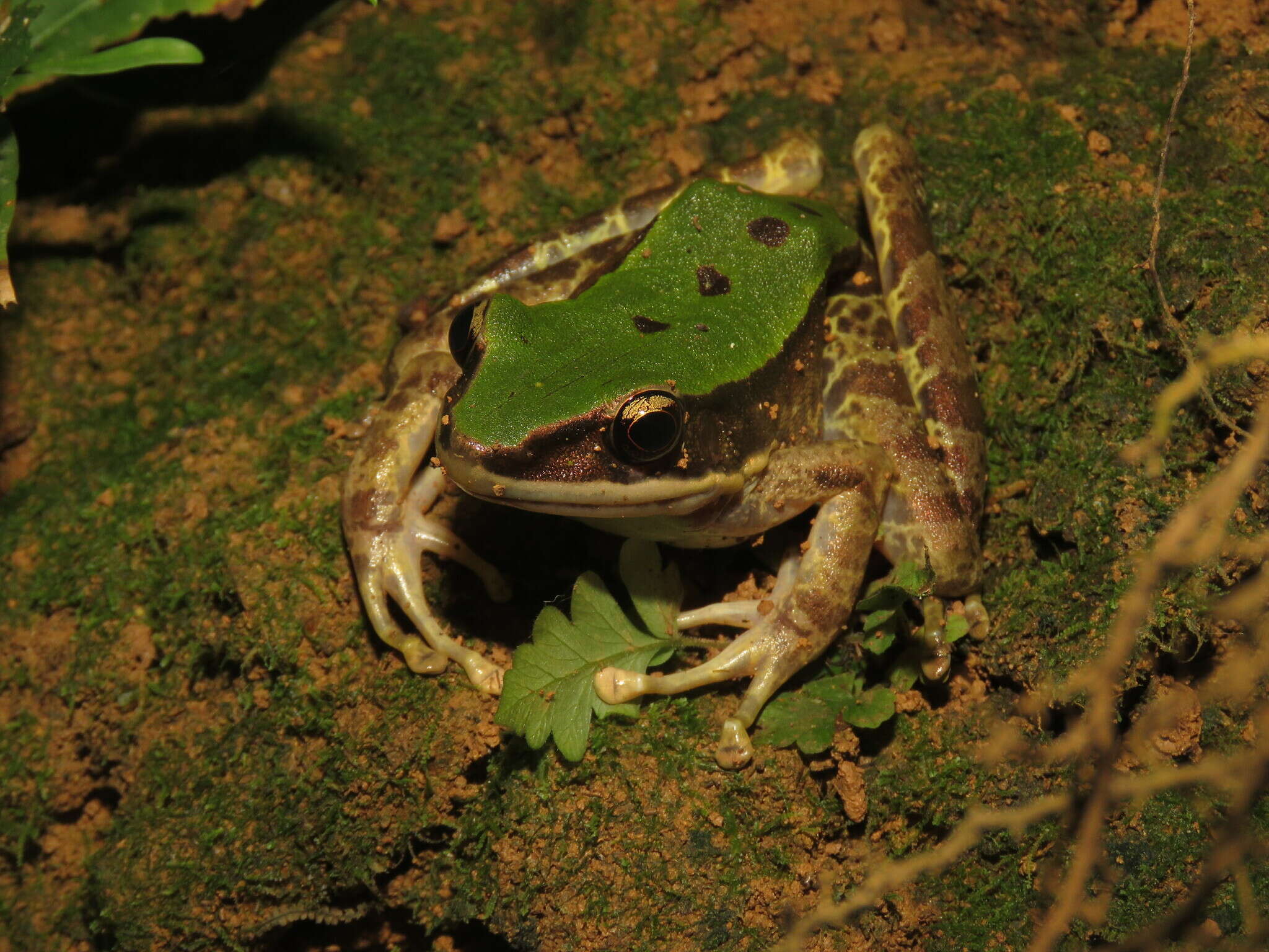 Image of Odorrana rotodora (Yang & Rao ex Yang 2008)