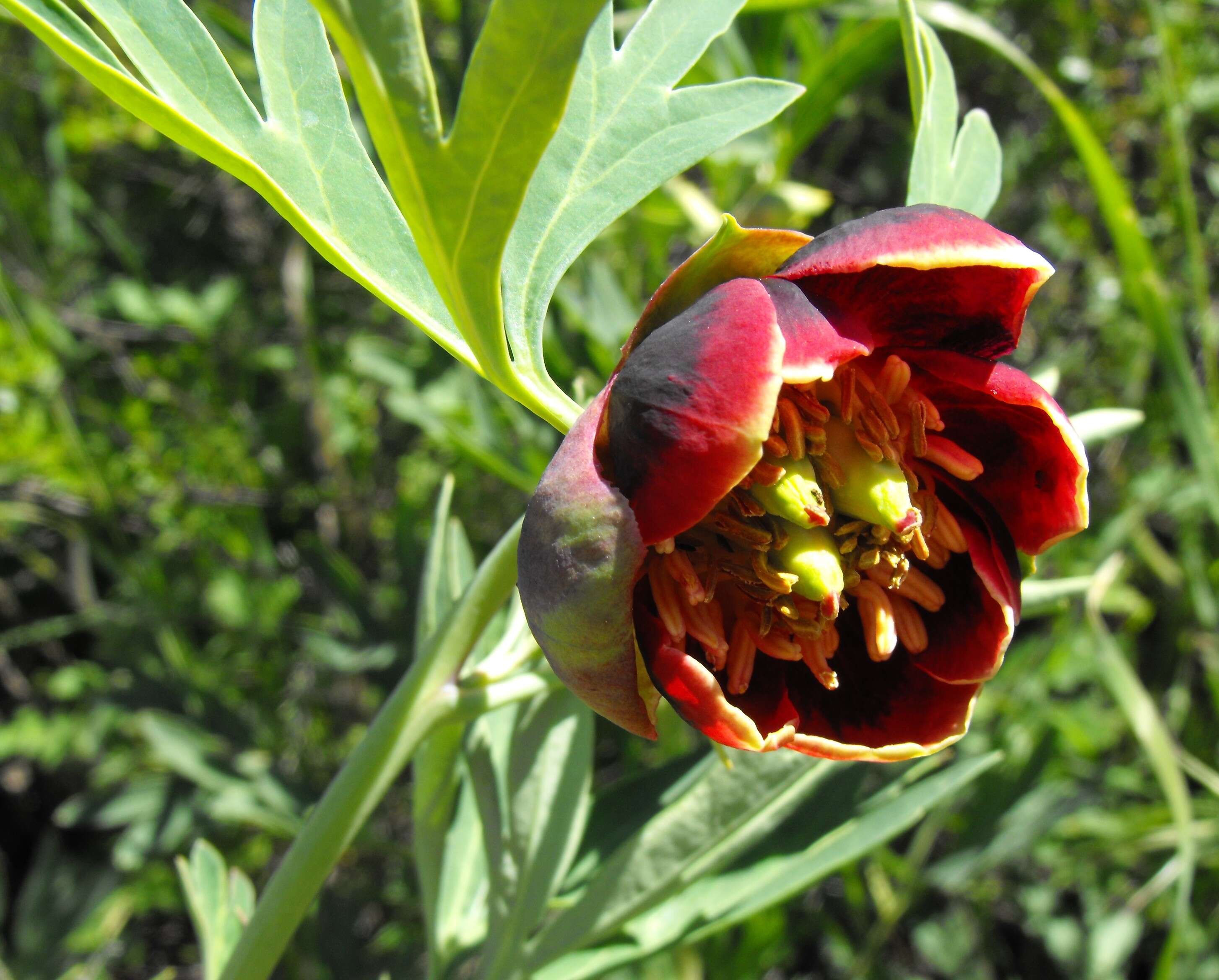 Image of California peony