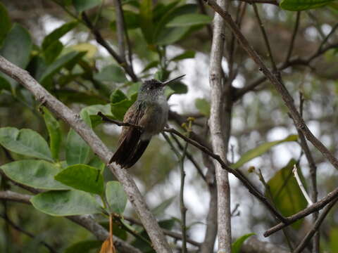 Image of Azure-crowned Hummingbird