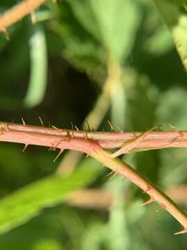 Image of Wisconsin blackberry