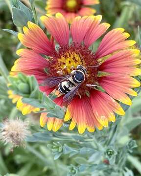 Triepeolus quadrifasciatus (Say 1823) resmi