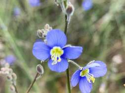 Image of Heliophila digitata L. fil.