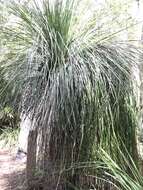 Image of Xanthorrhoea arborea R. Br.