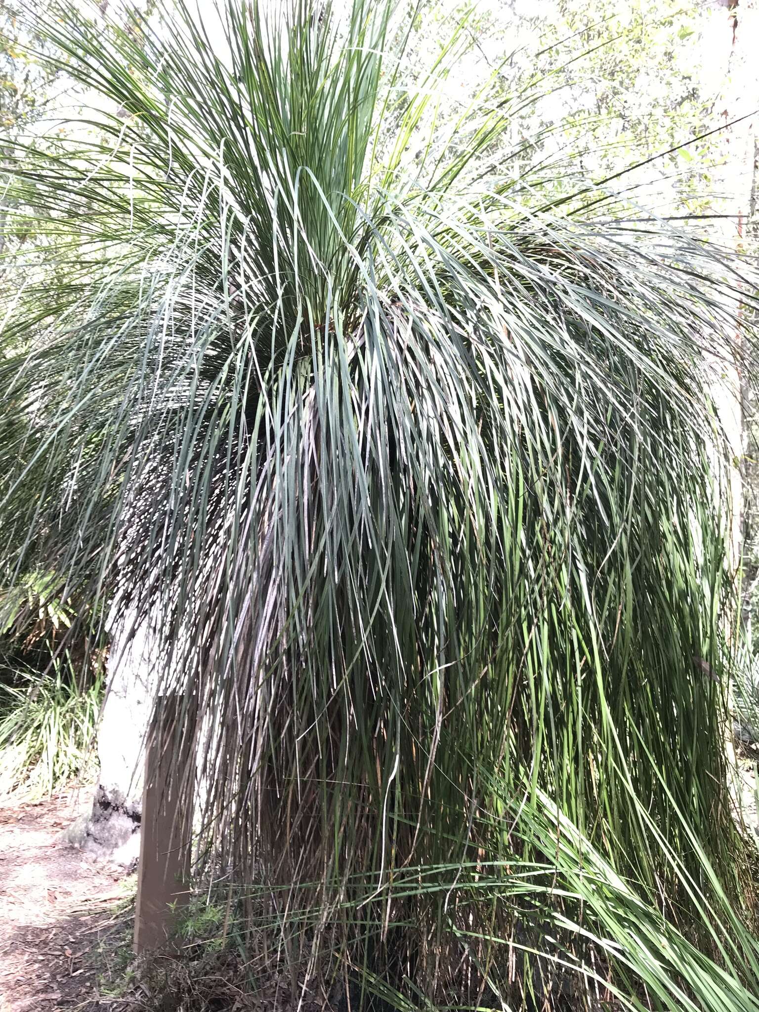 Image of Xanthorrhoea arborea R. Br.