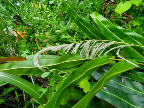 Imagem de Miscanthus floridulus (Labill.) Warb. ex K. Schum. & Lauterb.