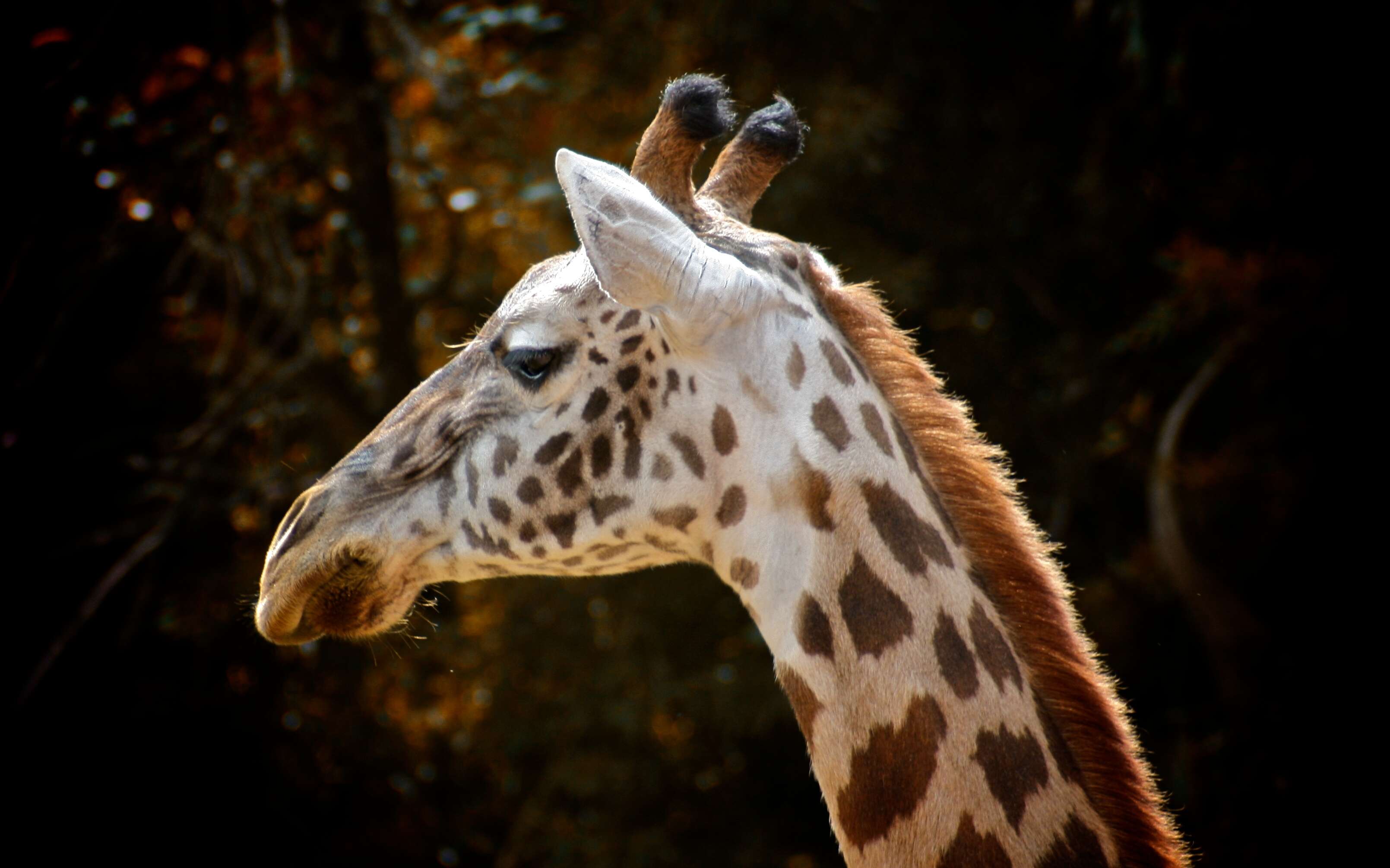 Image of Giraffes