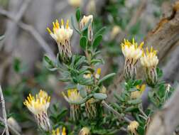 Image of Pteronia oblanceolata Phillips