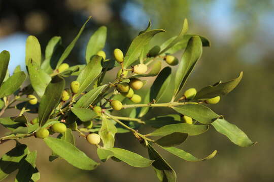 صورة Pleurostylia capensis (Turcz.) Oliv.