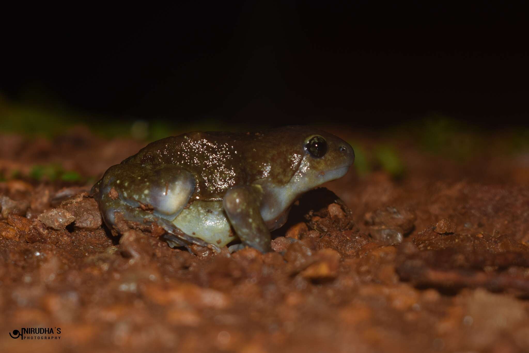 Imagem de Uperodon globulosus (Günther 1864)