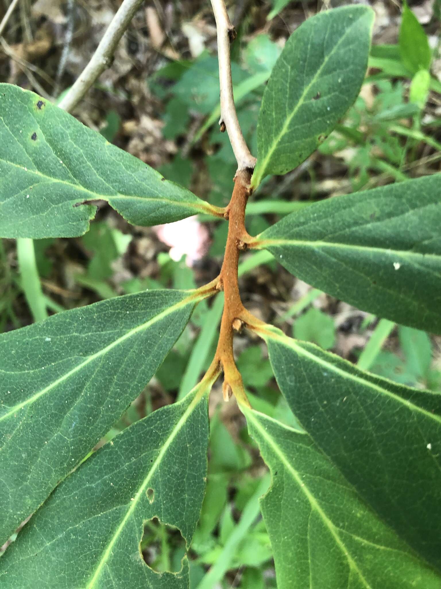 Image of Small-Flower Pawpaw