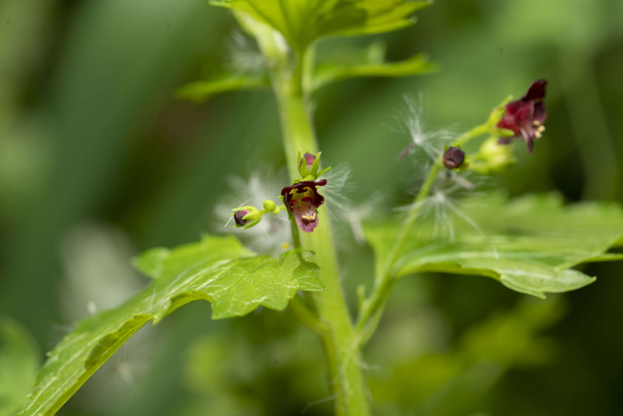 Imagem de Scrophularia peregrina L.