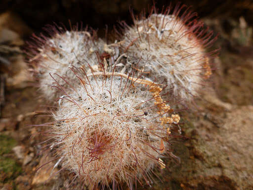 Image de Mammillaria grahamii Engelm.