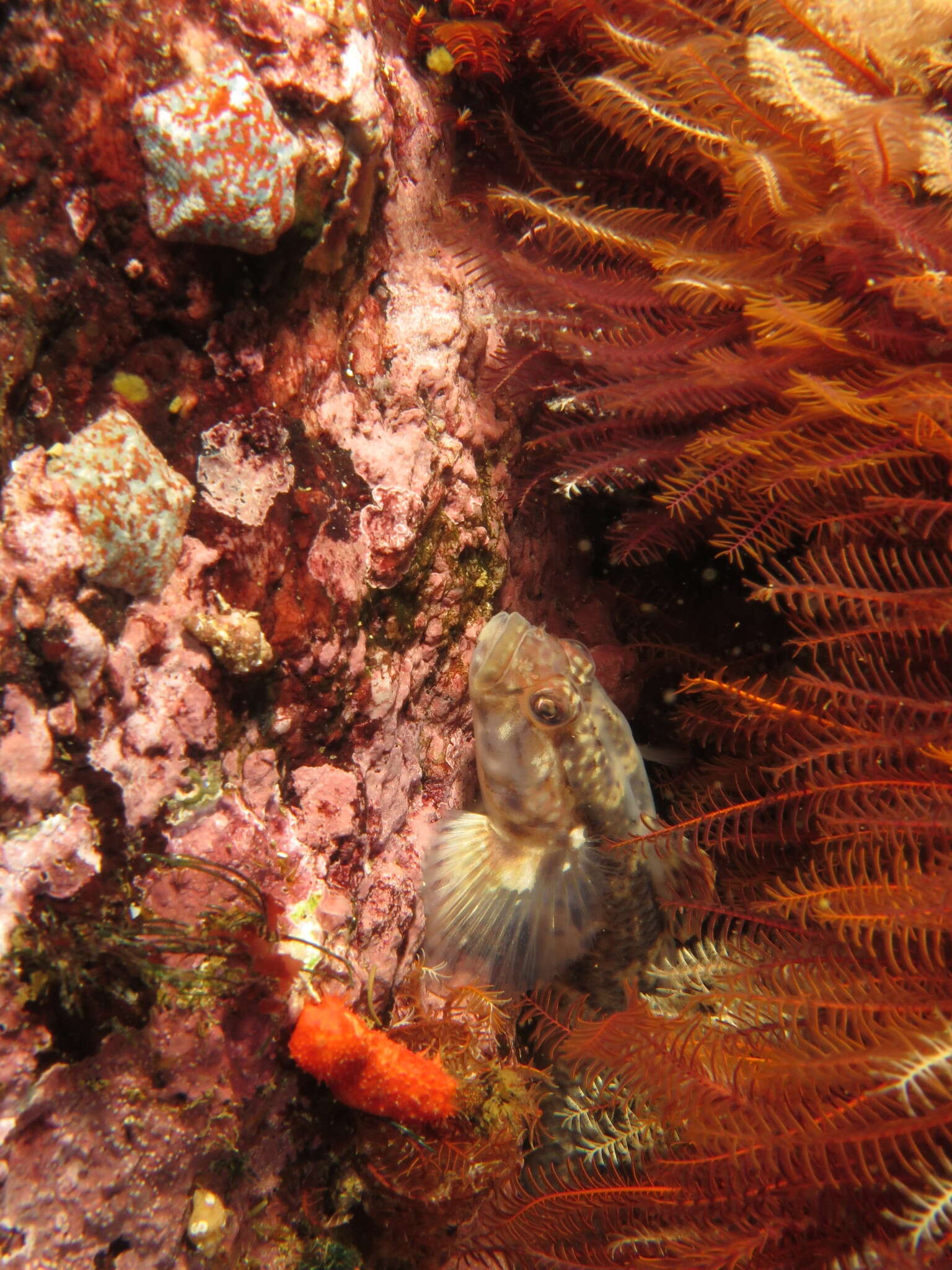 Caffrogobius nudiceps (Valenciennes 1837) resmi