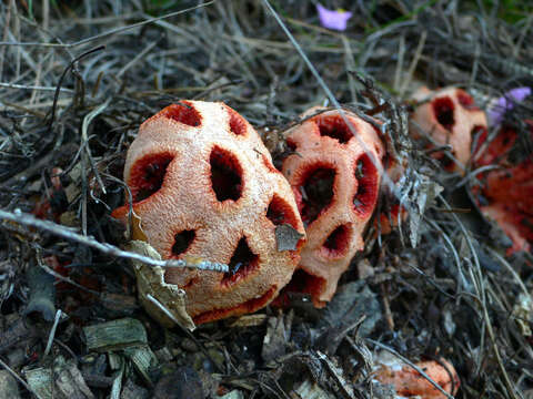 Image of Clathrus ruber P. Micheli ex Pers. 1801