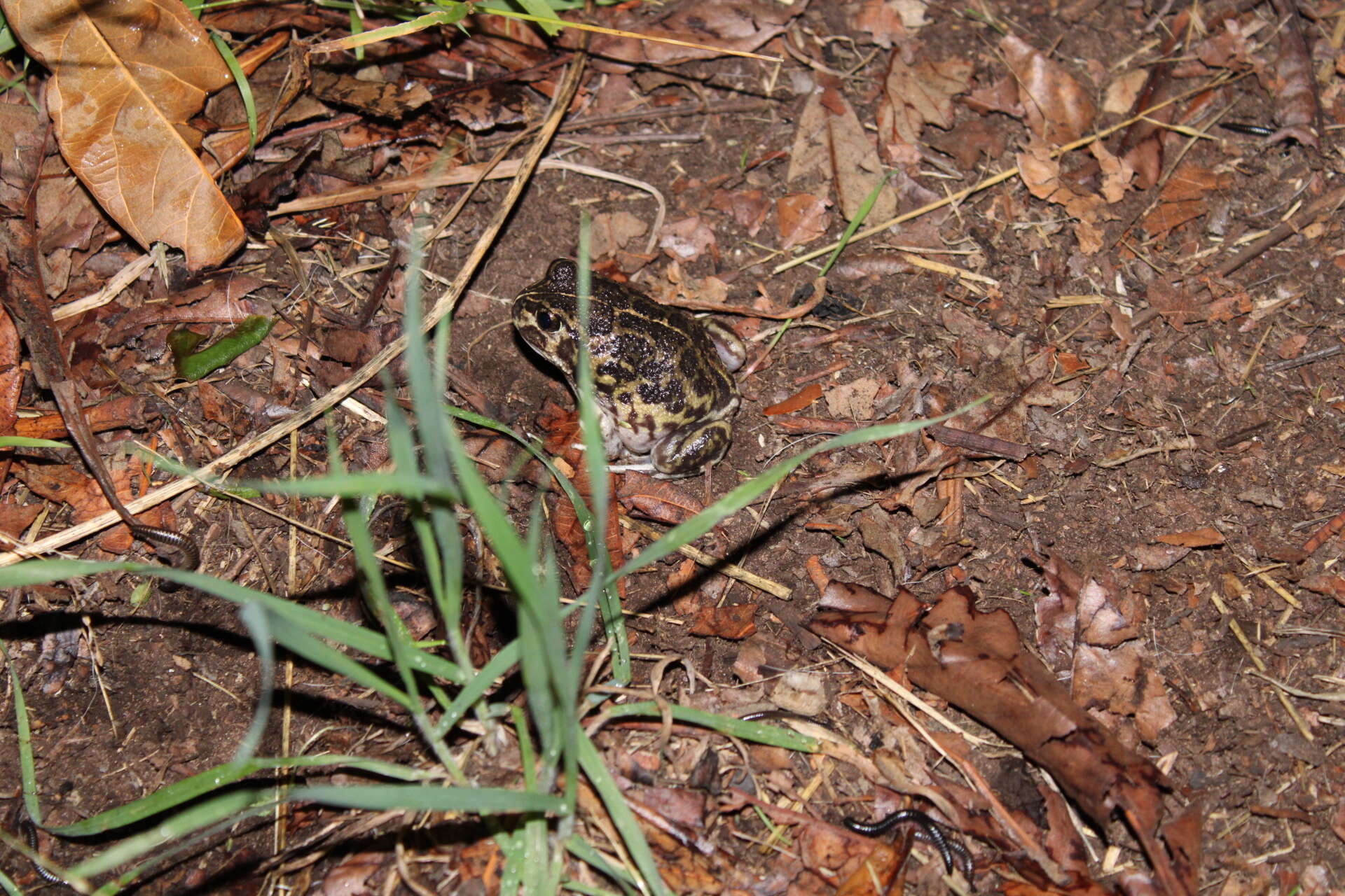 Image of Painted Burrowing Frog