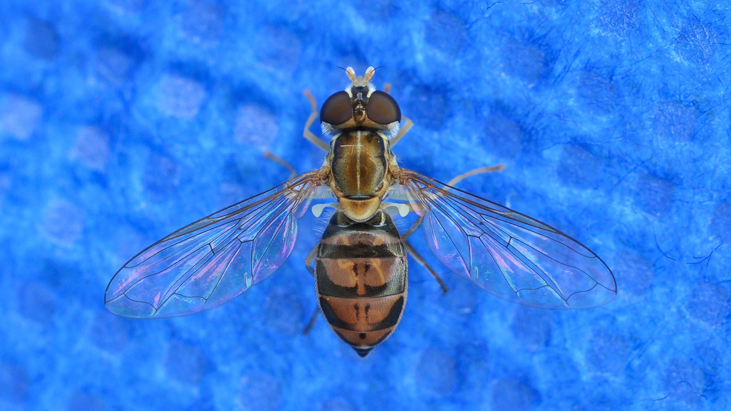 Image of Syrphid fly