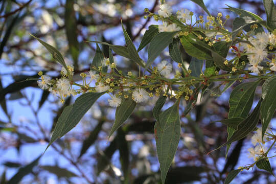 Image of Acacia urophylla Benth.