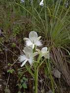 Pecteilis susannae (L.) Raf.的圖片