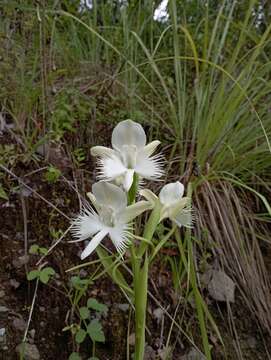 Pecteilis susannae (L.) Raf.的圖片