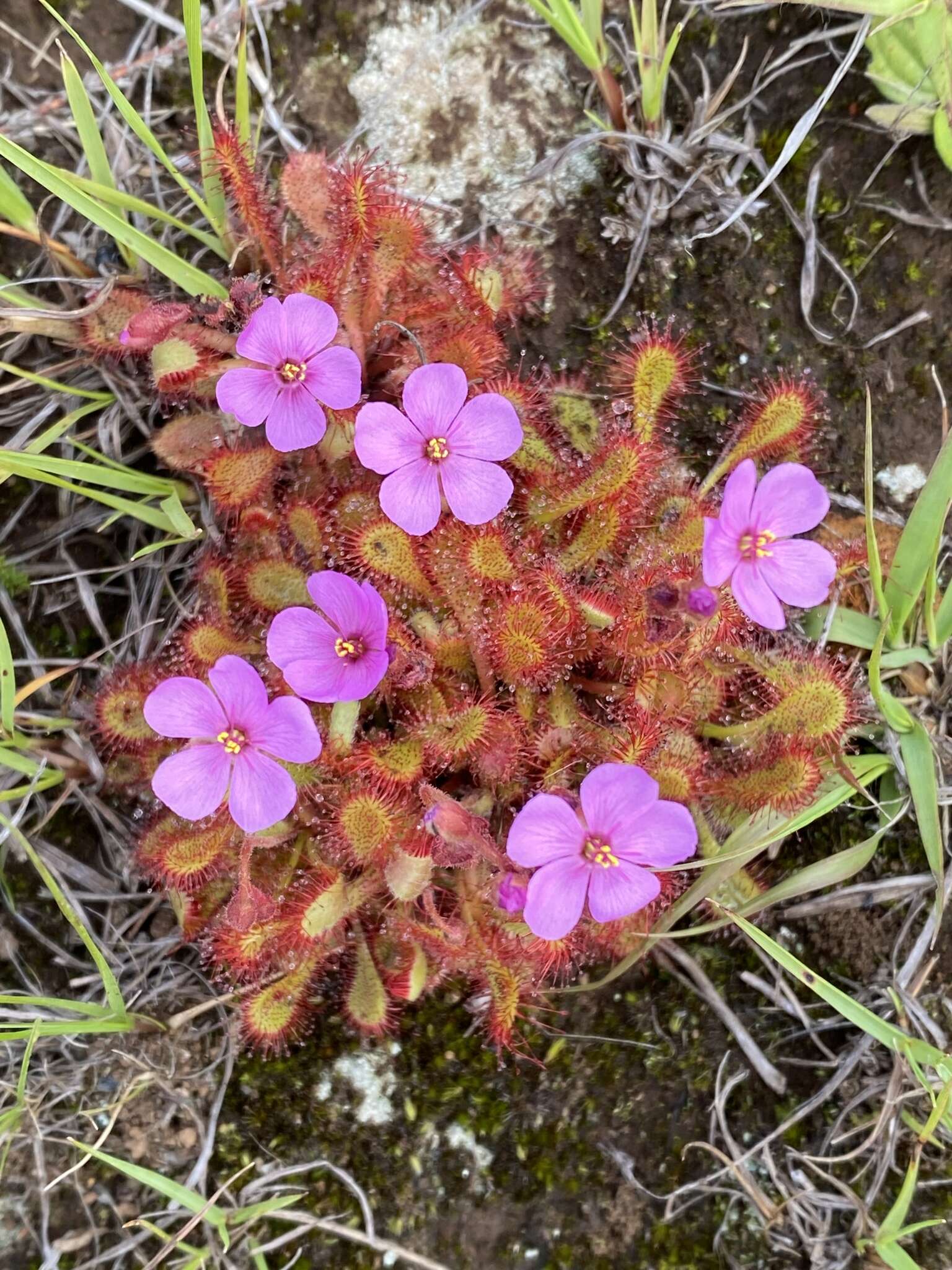 Image of Drosera collinsiae Brown ex Burtt Davy