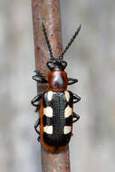 Image of Common asparagus beetle