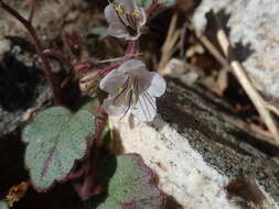 Image of longstalk phacelia