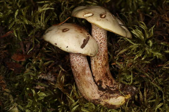 Image of Suillus placidus (Bonord.) Singer 1945