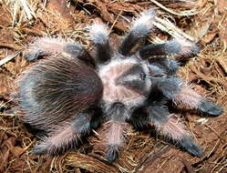 Image of Mexican redleg tarantula