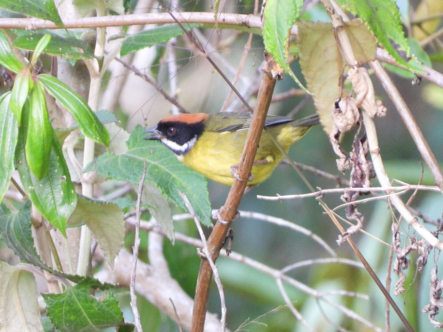 Imagem de Atlapetes albofrenatus (Boissonneau 1840)