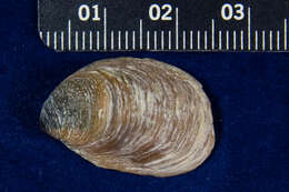 Image of onyx slippersnail