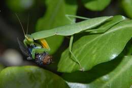 Image of New Zealand mantis