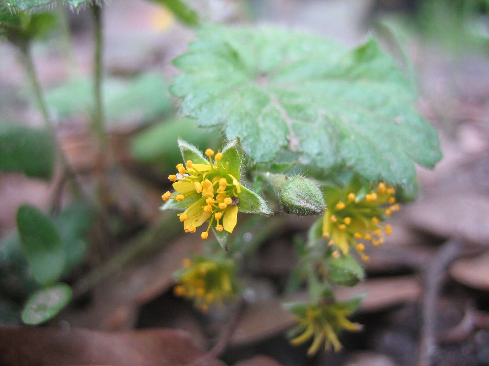 Image of piedmont barren strawberry