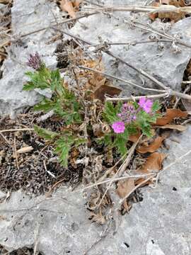 Plancia ëd Glandularia tumidula (L. M. Perry) Umber