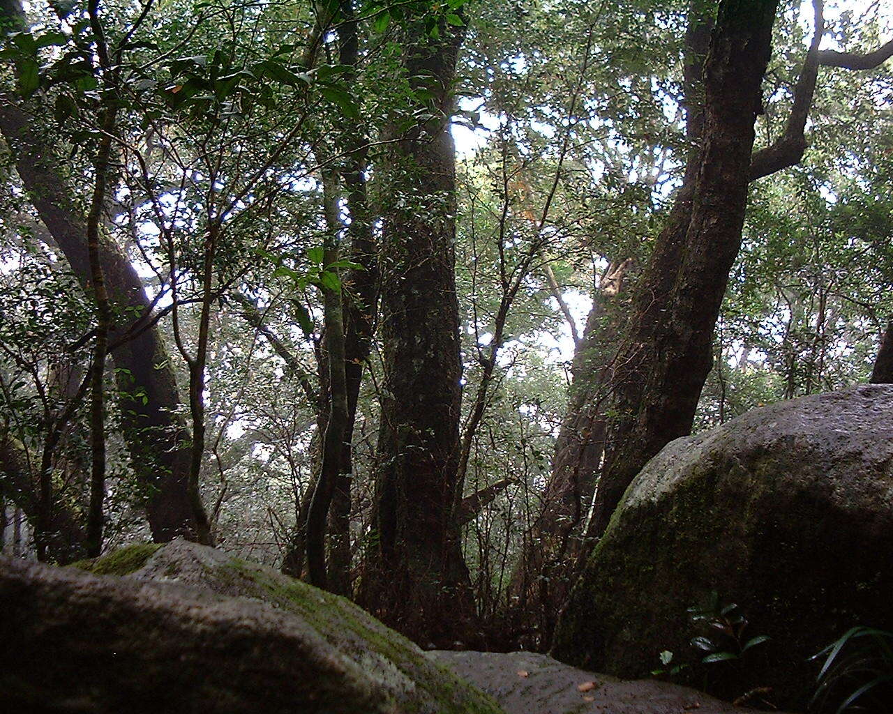 Imagem de Nothofagus moorei (F. Muell.) Krasser