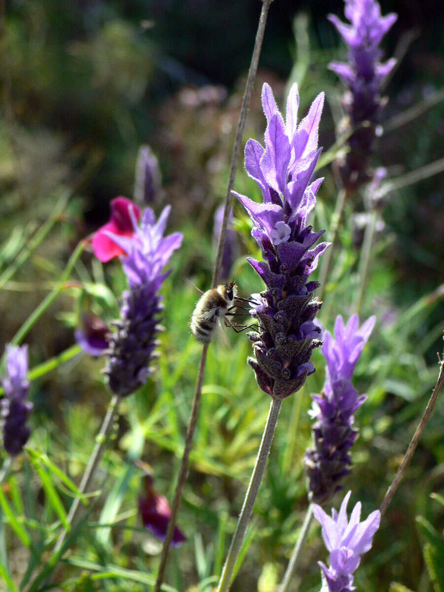 Image of French lavender